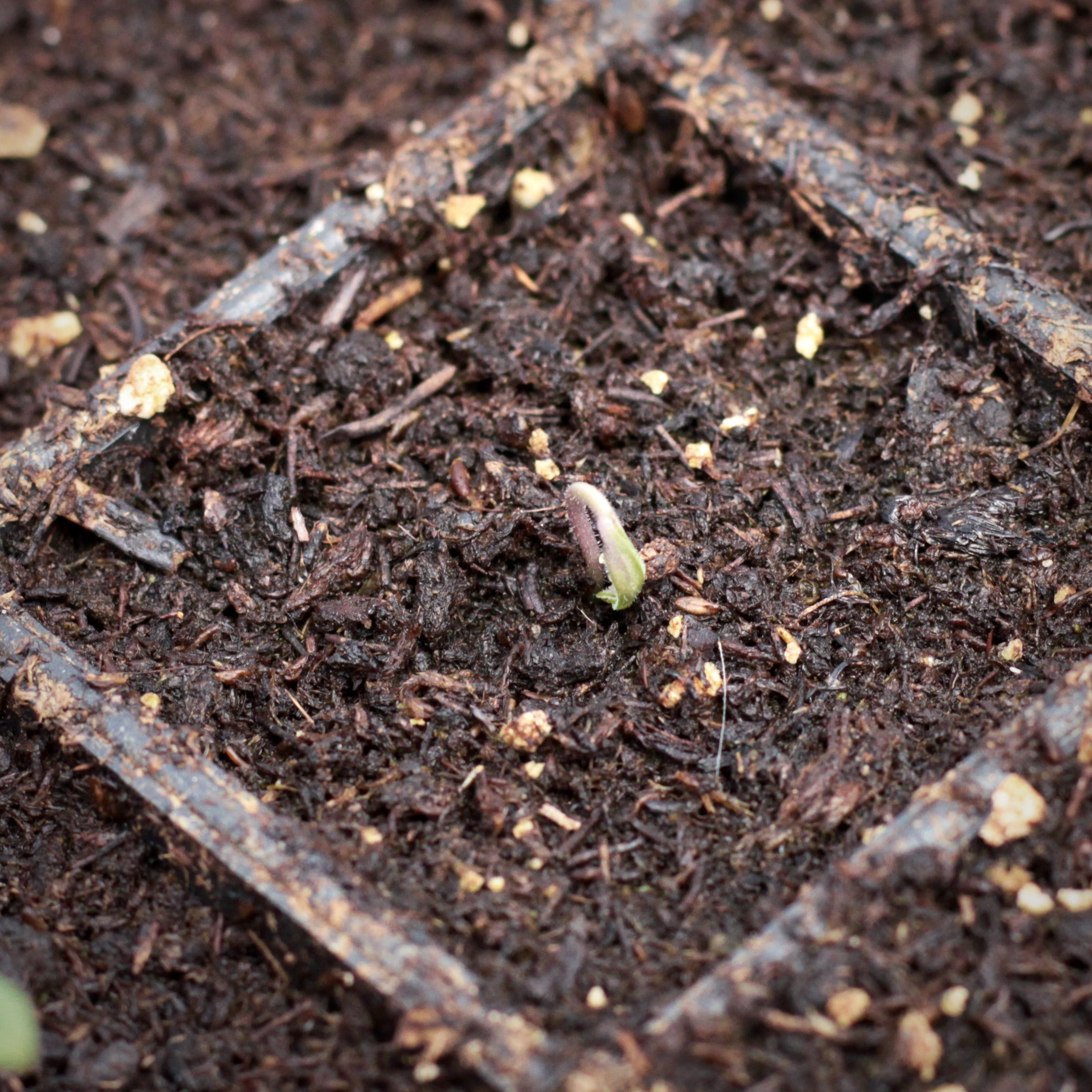 Germinación de tomate